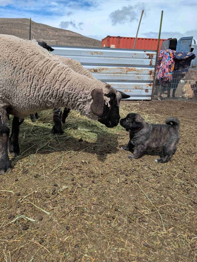 Anatolian LGD and Family Puppies raised by Professional Dog Trainer media 14