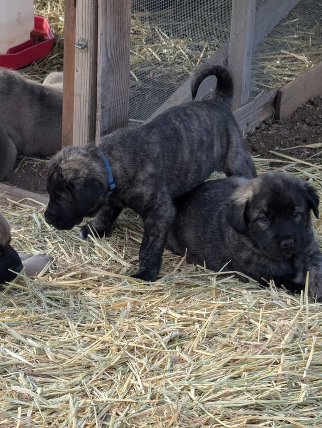 Anatolian LGD and Family Puppies raised by Professional Dog Trainer media 15