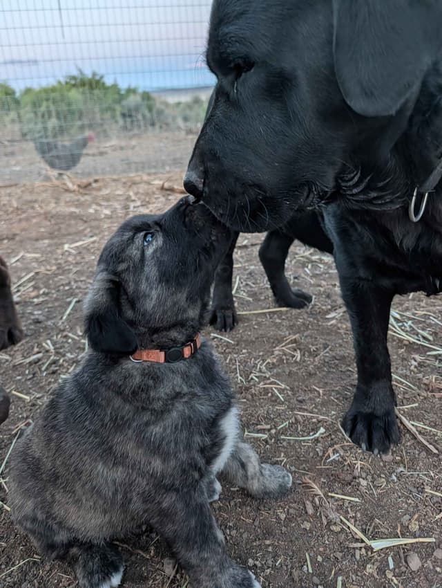 Anatolian LGD and Family Puppies raised by Professional Dog Trainer media 16