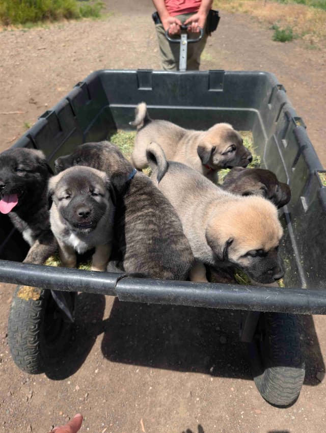 Anatolian LGD and Family Puppies raised by Professional Dog Trainer media 17