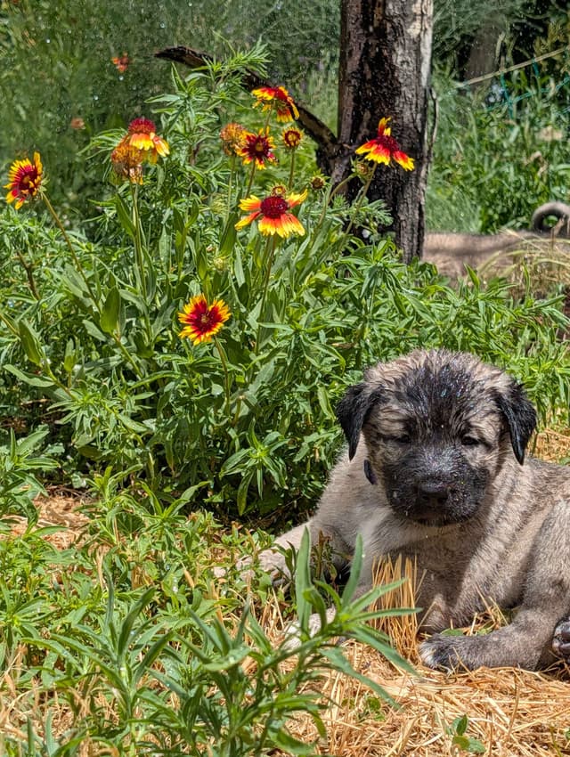 Anatolian LGD and Family Puppies raised by Professional Dog Trainer media 18