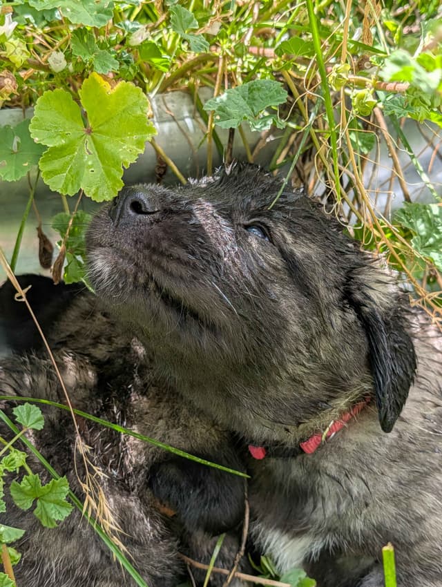 Anatolian LGD and Family Puppies raised by Professional Dog Trainer media 19