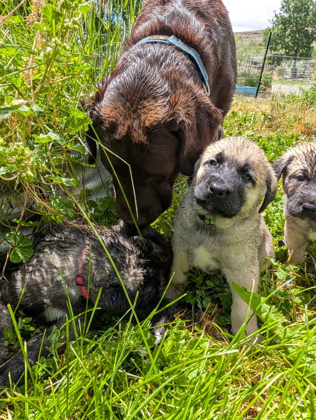 Anatolian LGD and Family Puppies raised by Professional Dog Trainer media 20
