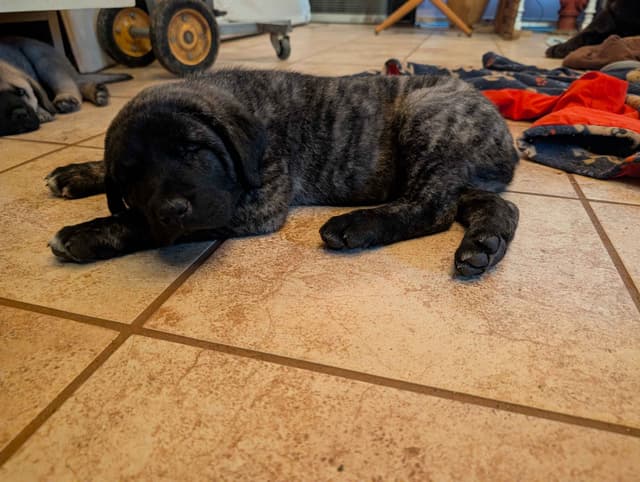 Anatolian LGD and Family Puppies raised by Professional Dog Trainer media 22