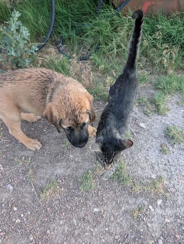 Anatolian LGD and Family Puppies raised by Professional Dog Trainer media 23
