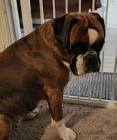 Boxer Puppies breeder image 1