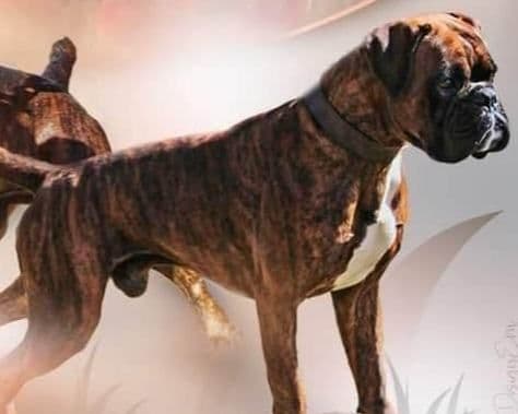 Boxer Puppies breeder image 4