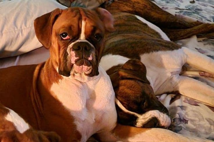 Boxer Puppies breeder image 3