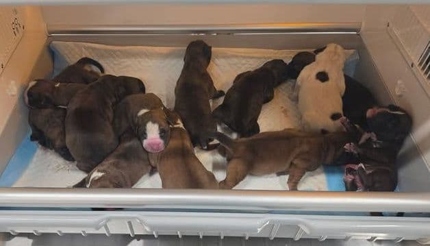 Boxer Puppies media 2