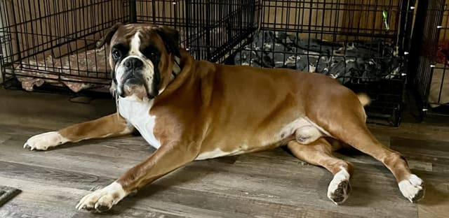 Boxer Puppies media 3