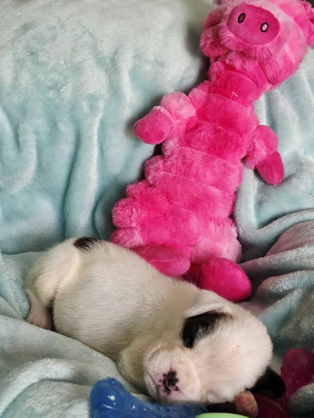 Boxer Puppies media 4