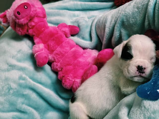 Boxer Puppies media 5