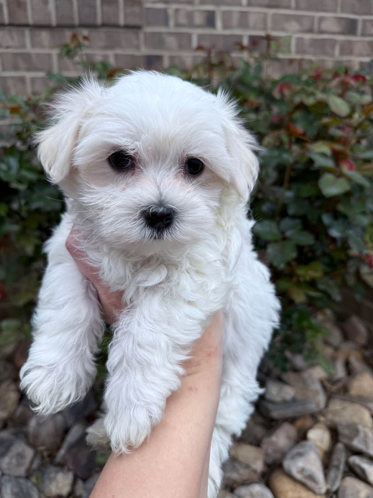 New Litter Available!! breeder image 1
