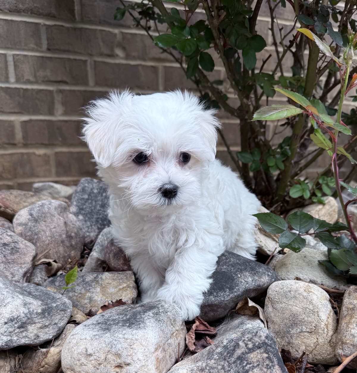 New Litter Available!! breeder image 5