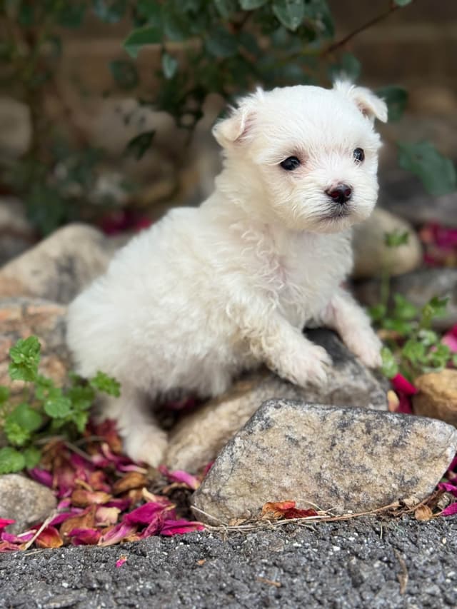 New Litter Available!! media 4