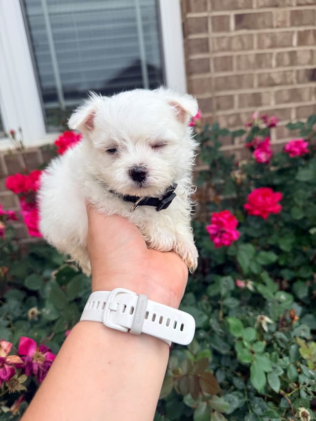 New Litter Available!! media 3
