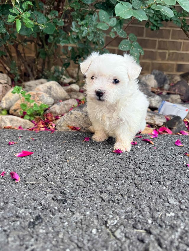 New Litter Available!! media 2