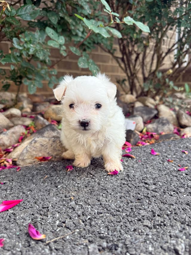 New Litter Available!! media 5
