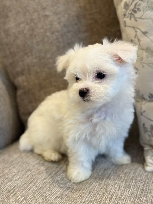 AKC Maltese Puppies 5408105788 media 4
