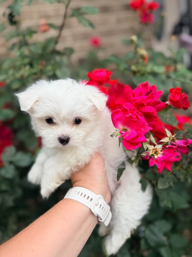 AKC Maltese Puppies 5408105788 media 5
