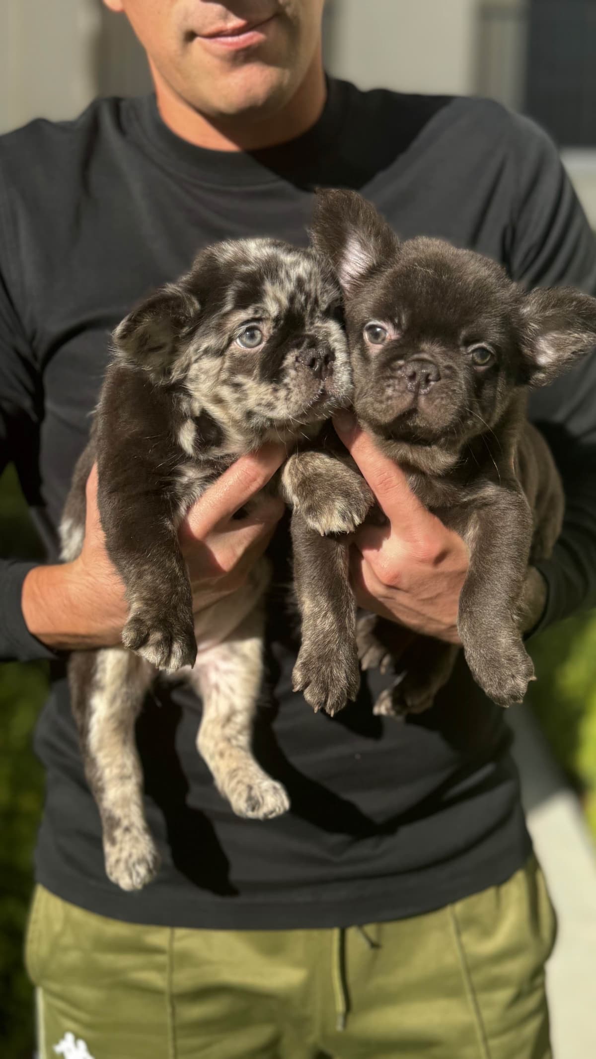 Full Litter FLUFF French Bulldog Puppies - San Diego breeder image 1
