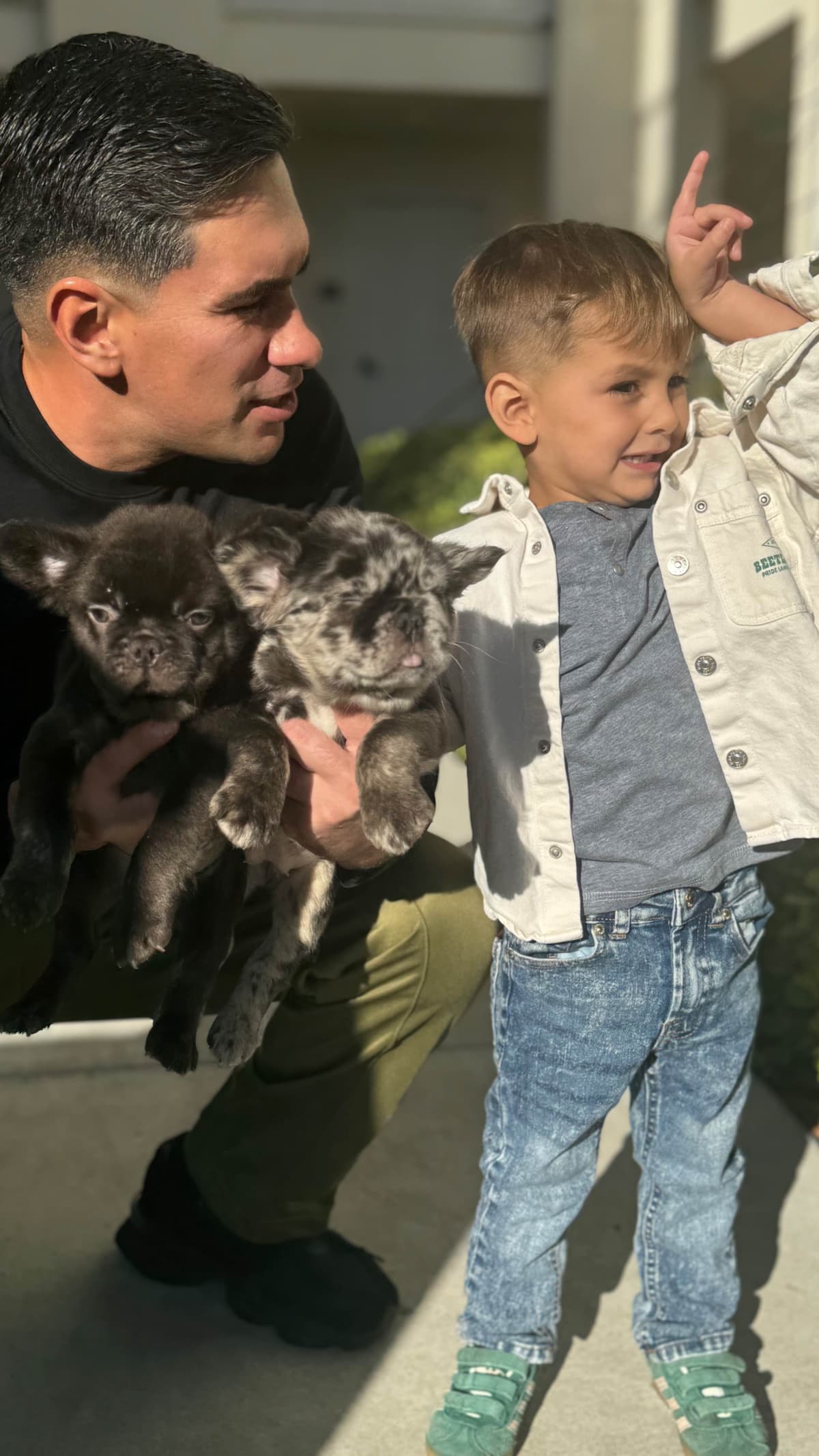 Full Litter FLUFF French Bulldog Puppies - San Diego breeder image 2