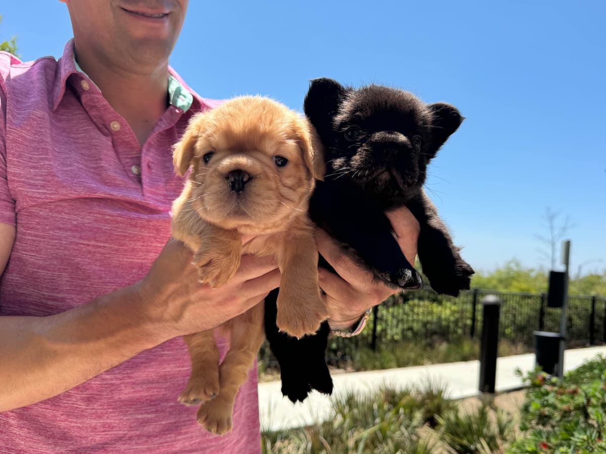 Full Litter FLUFF French Bulldog Puppies - San Diego breeder image 3