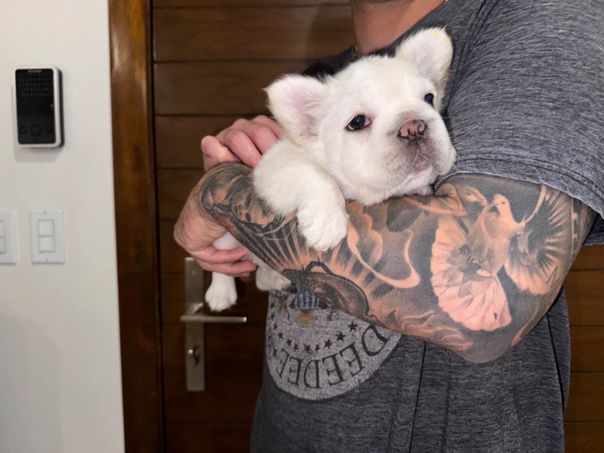 Full Litter FLUFF French Bulldog Puppies - San Diego breeder image 6