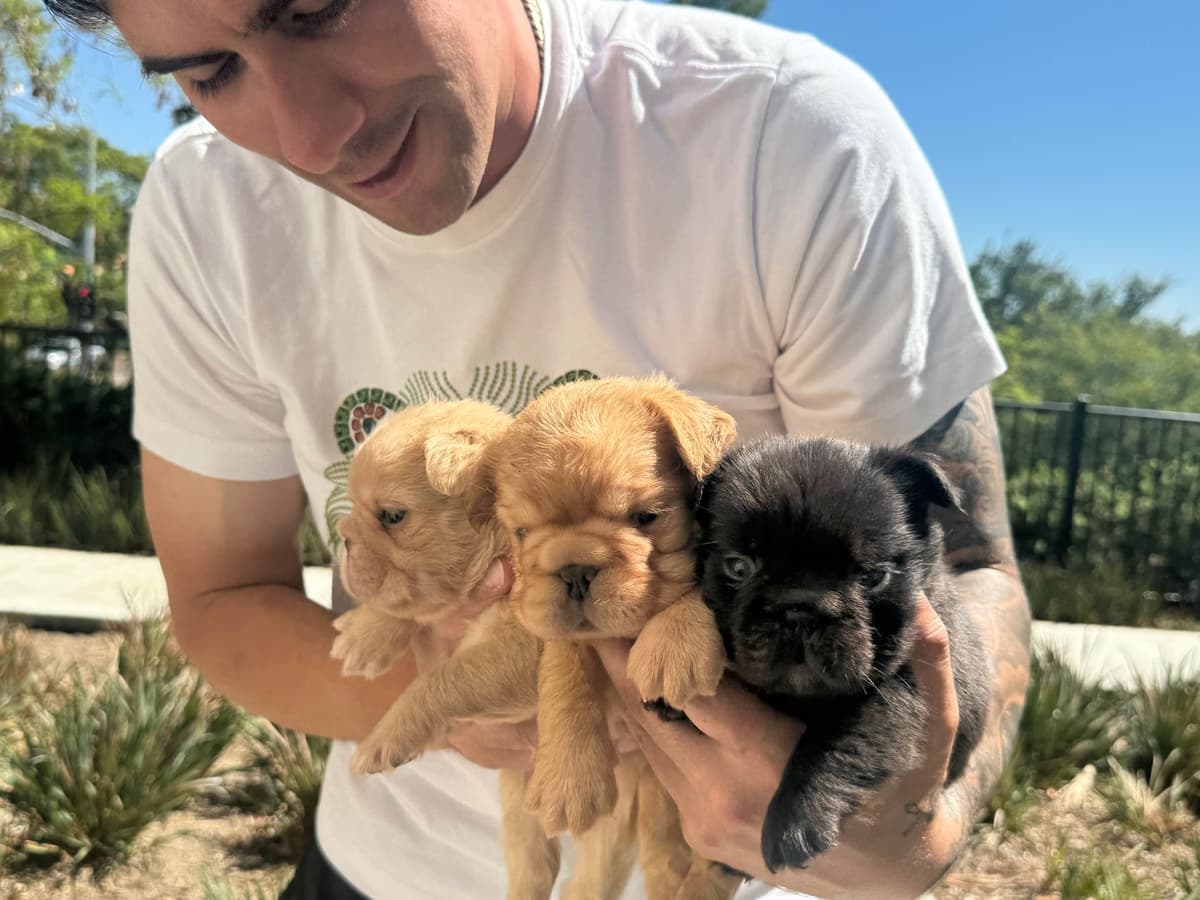 Full Litter FLUFF French Bulldog Puppies - San Diego breeder image 5