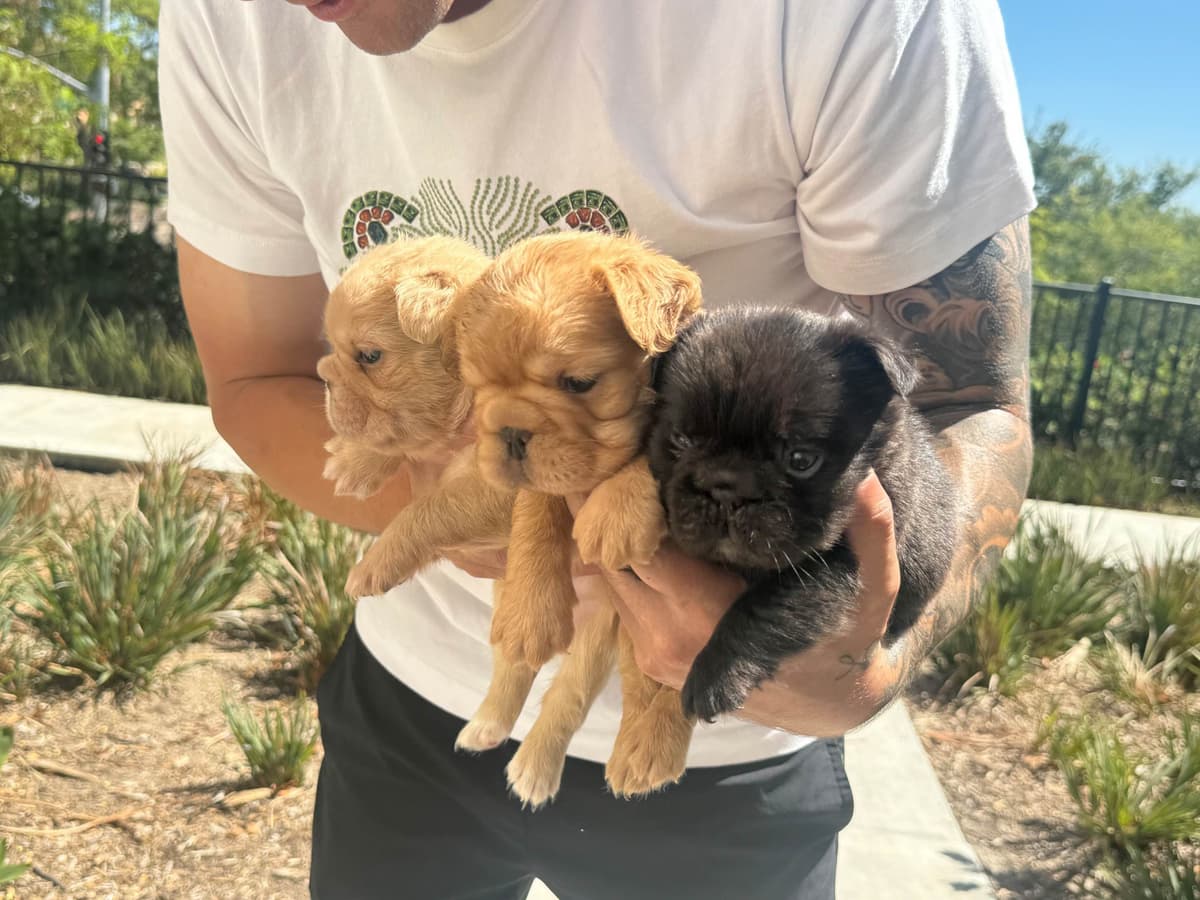 Full Litter FLUFF French Bulldog Puppies - San Diego breeder image 4