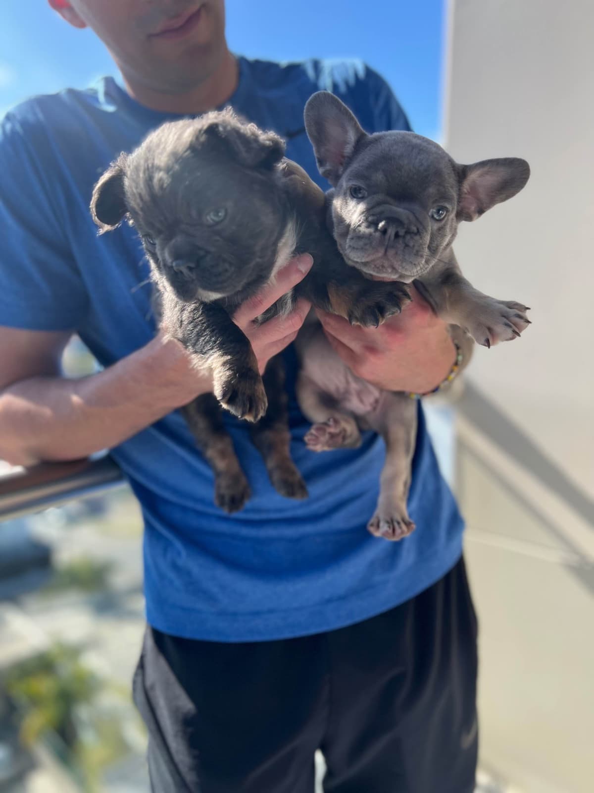 Full Litter FLUFF French Bulldog Puppies - San Diego breeder image 7