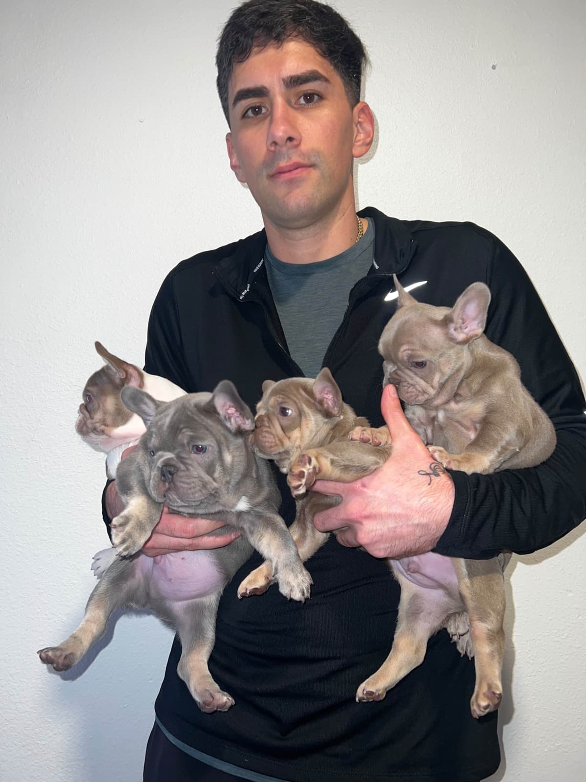 Full Litter FLUFF French Bulldog Puppies - San Diego breeder image 9