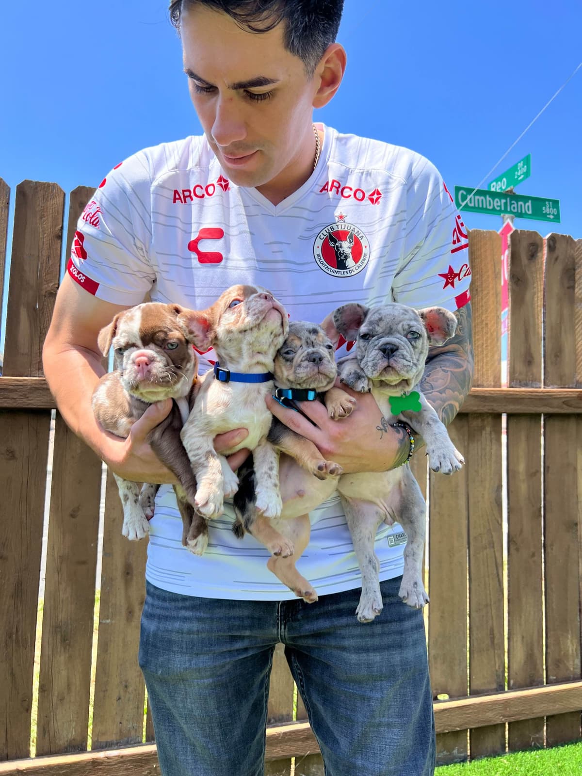 Full Litter FLUFF French Bulldog Puppies - San Diego breeder image 10