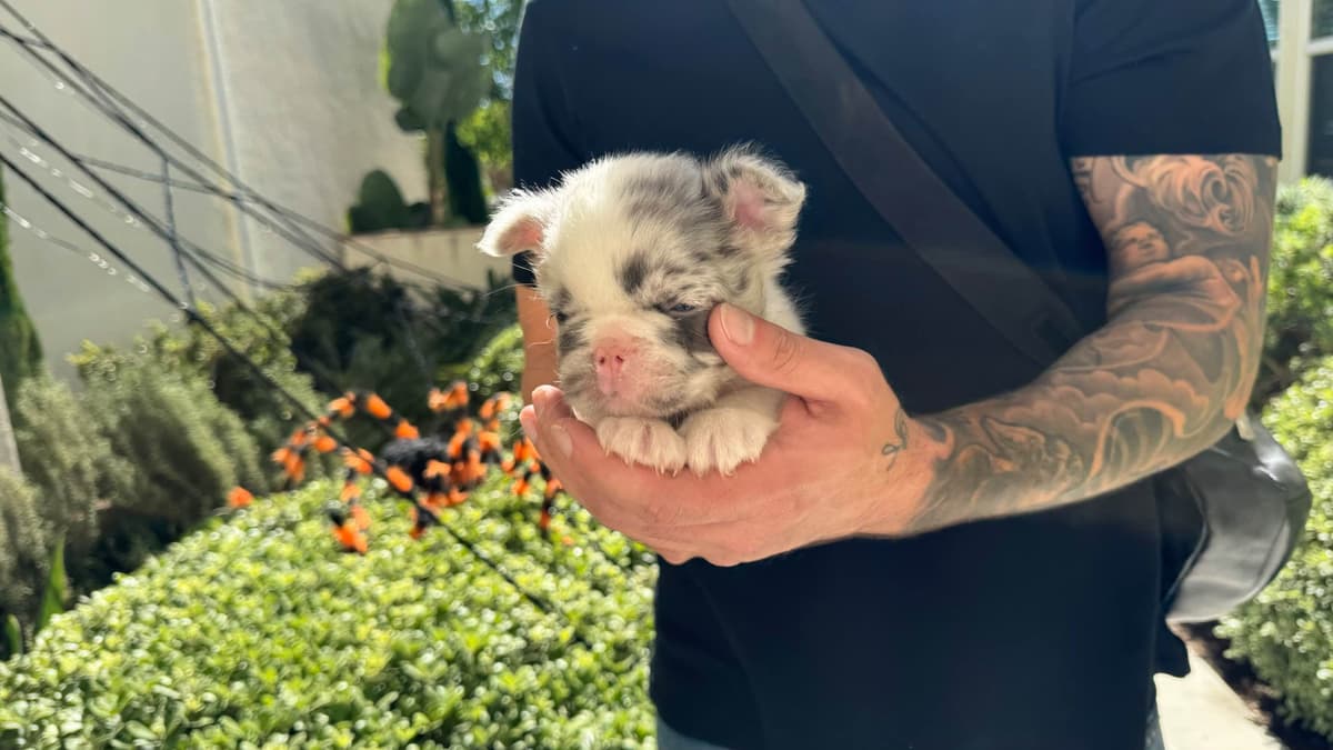 Full Litter FLUFF French Bulldog Puppies - San Diego breeder image 11