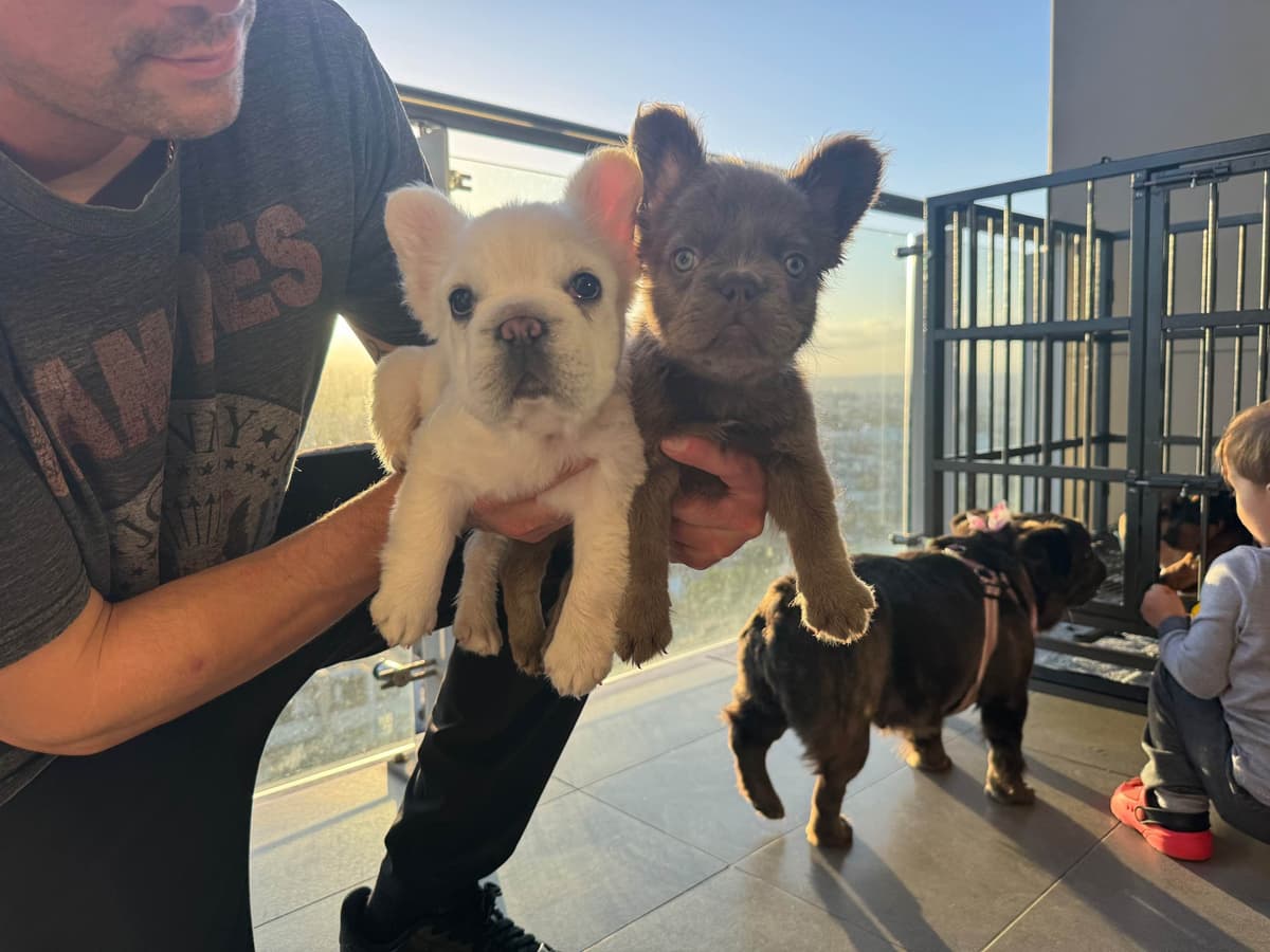 Full Litter FLUFF French Bulldog Puppies - San Diego breeder image 12