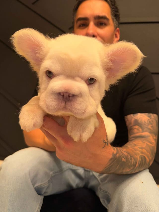 Fluff French Bulldog Puppies full Litter - San Diego media 2