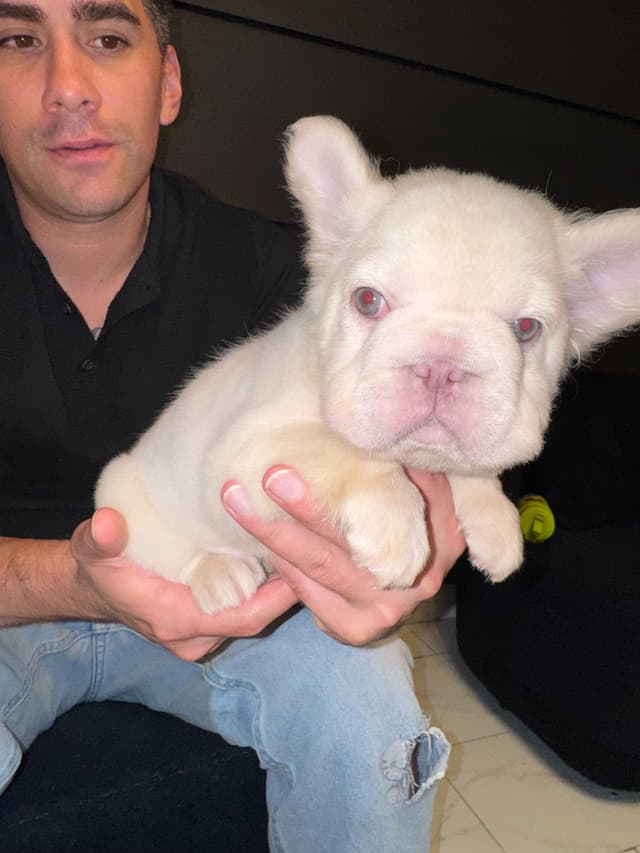 Fluff French Bulldog Puppies full Litter - San Diego media 3