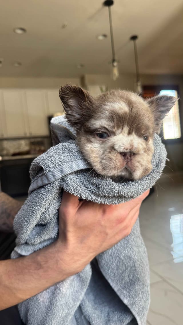 Fluff French Bulldog Puppies full Litter - San Diego media 7