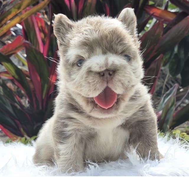 Fluff French Bulldog Puppies full Litter - San Diego media 8