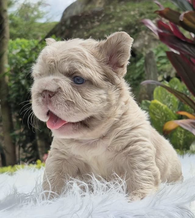 Fluff French Bulldog Puppies full Litter - San Diego media 9