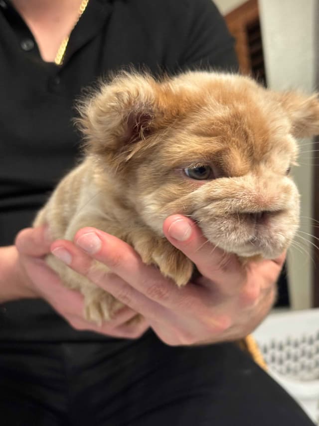 Fluff French Bulldog Puppies full Litter - San Diego media 10