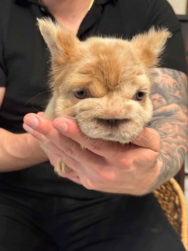 Fluff French Bulldog Puppies full Litter - San Diego media 13