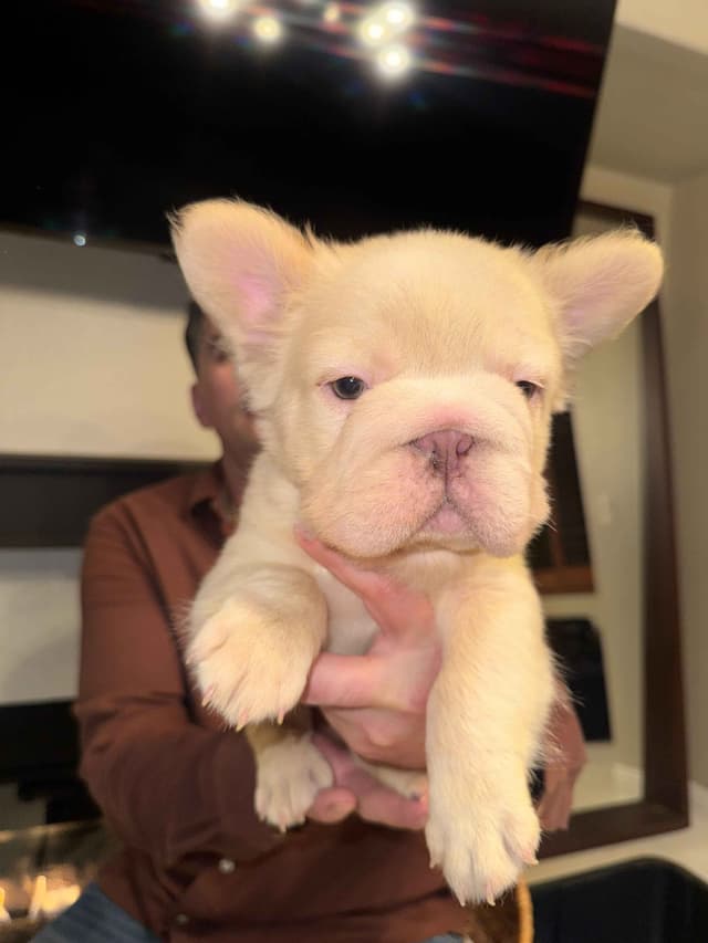 Fluff French Bulldog Puppies full Litter - San Diego media 12