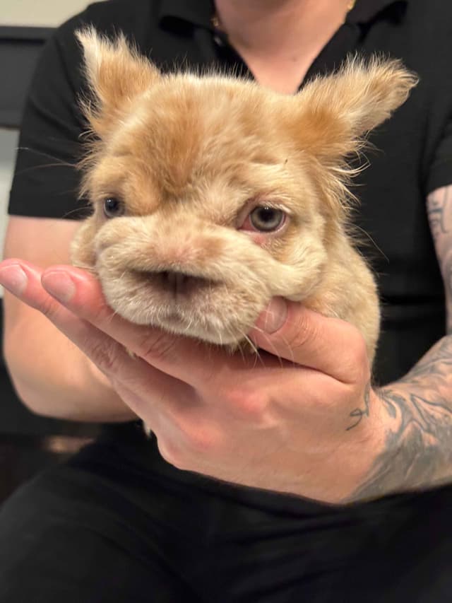 Fluff French Bulldog Puppies full Litter - San Diego media 15