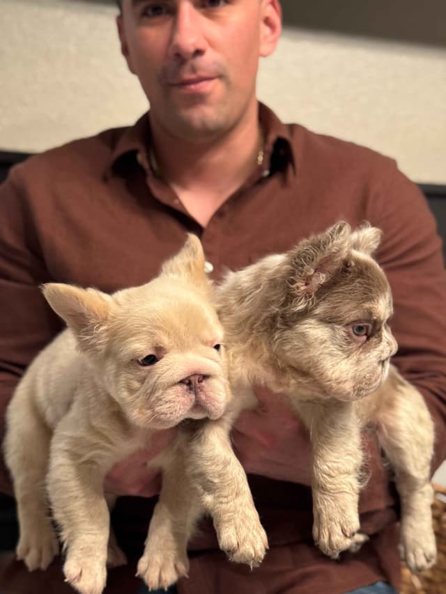 Fluff French Bulldog Puppies full Litter - San Diego media 16