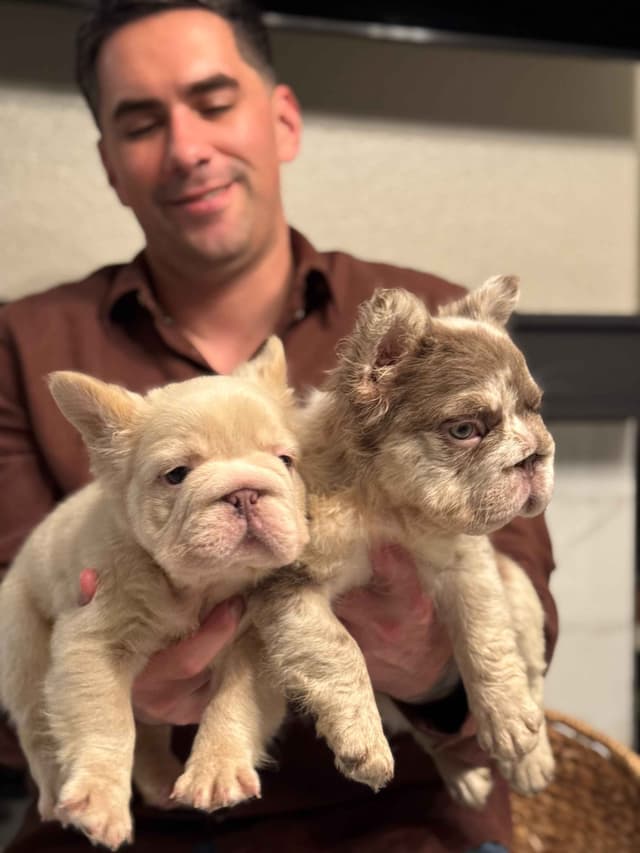 Fluff French Bulldog Puppies full Litter - San Diego media 11