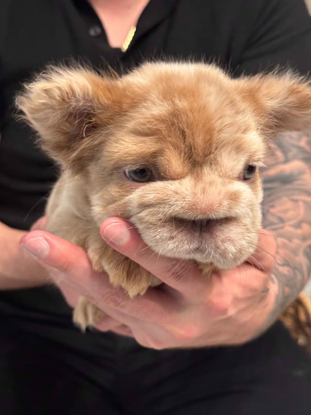 Fluff French Bulldog Puppies full Litter - San Diego media 17