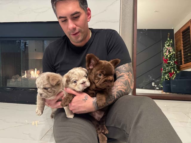 Big Rope French Bulldog Puppies San Diego, CA media 8