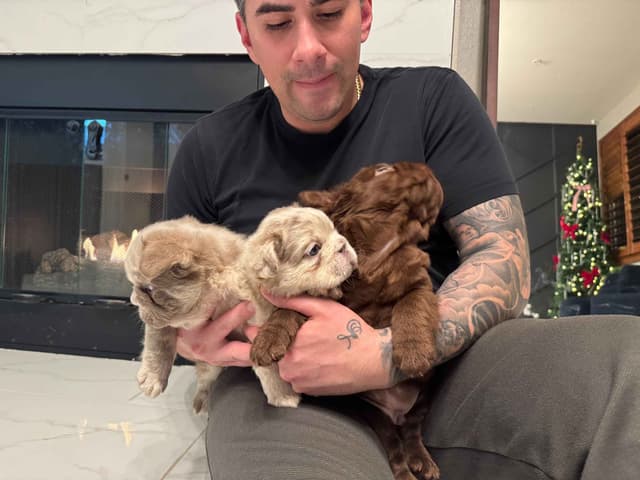 Big Rope French Bulldog Puppies San Diego, CA media 9