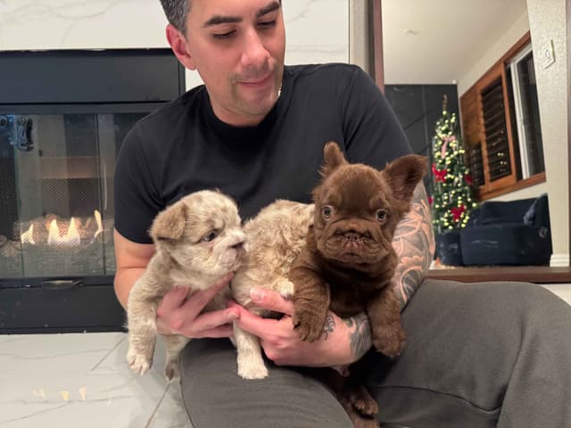 Big Rope French Bulldog Puppies San Diego, CA media 6